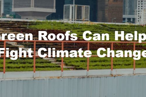 How Green Roofs Can Help Cities Fight Climate Change